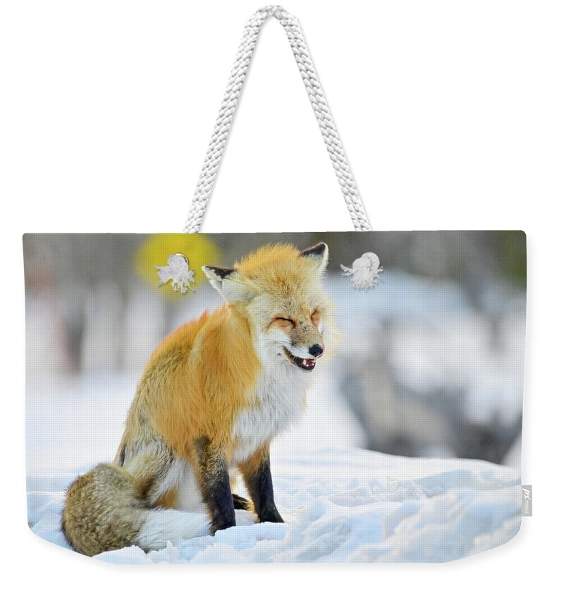 Animal Weekender Tote Bag featuring the photograph What's so funny by Ed Stokes