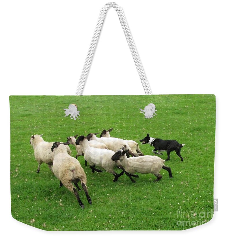 Canine Mammal Weekender Tote Bag featuring the photograph Where Shall We Go? by World Reflections By Sharon