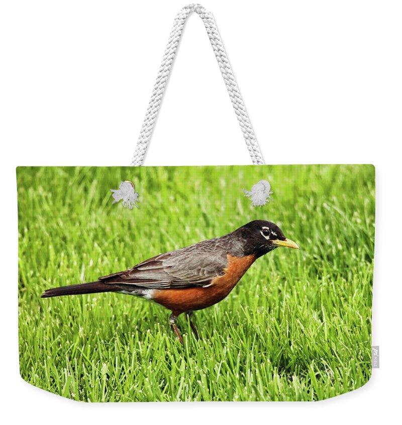 Robin Weekender Tote Bag featuring the photograph Where's The Round Robin Tournament by Scott Burd