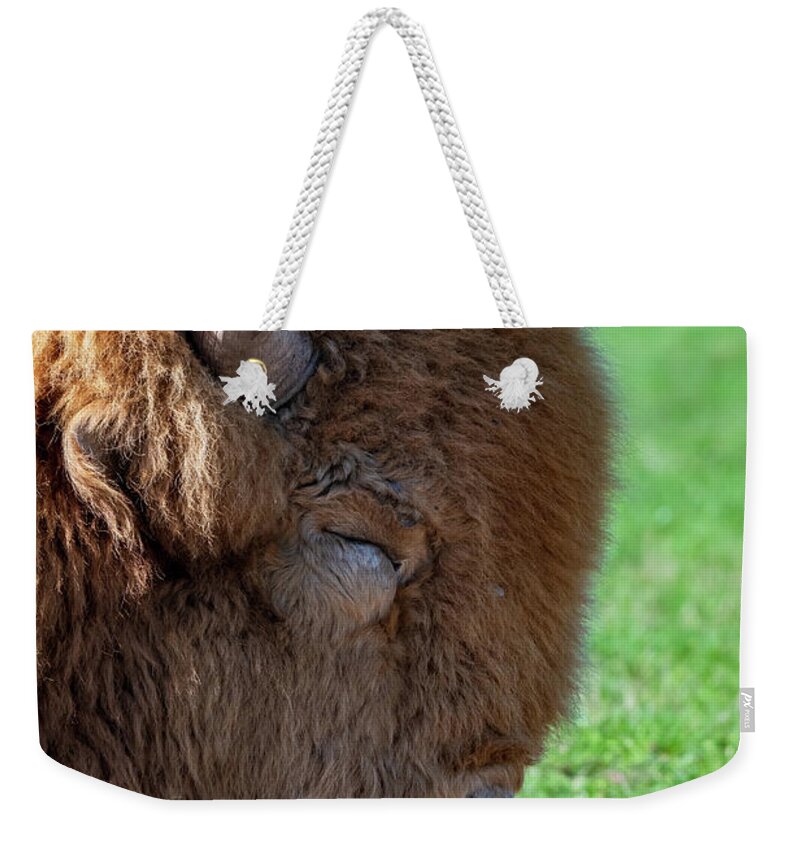 Nature Weekender Tote Bag featuring the photograph White American Bison by Rose Guinther