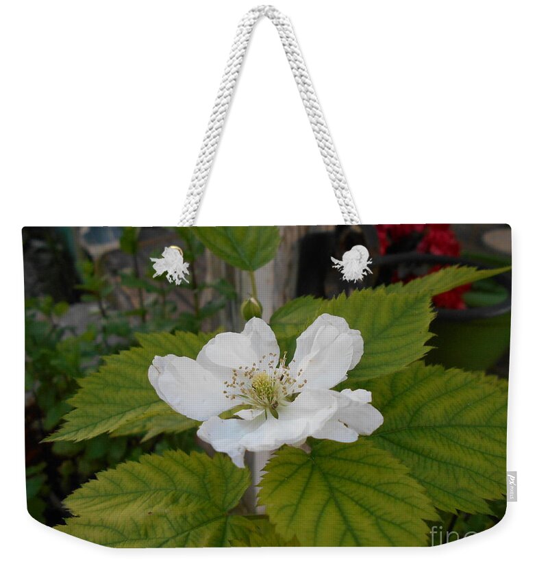 White Weekender Tote Bag featuring the photograph White bloom by Nancy Graham