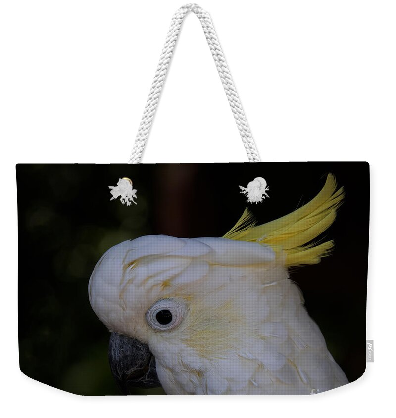 White Cockatoo Weekender Tote Bag featuring the photograph White Cockatoo at Sarasota Jungle Gardens by L Bosco