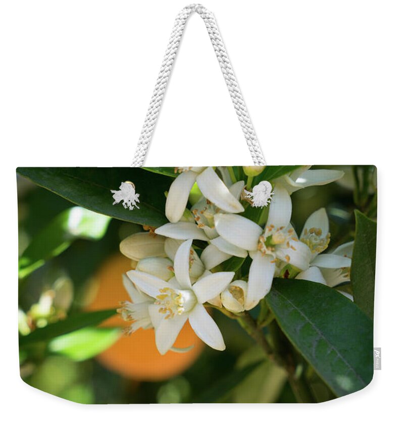 Orange Blossom Weekender Tote Bag featuring the photograph White orange blossoms and leaves in spring by Adriana Mueller