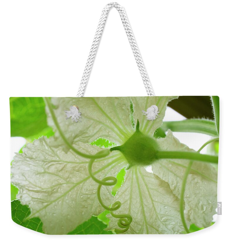 Gourd Flower Weekender Tote Bag featuring the photograph White Gourd Flower From Below by Iris Richardson