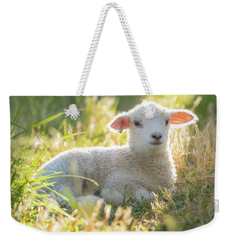Colonial Williamsburg Weekender Tote Bag featuring the photograph White Lamb by Rachel Morrison