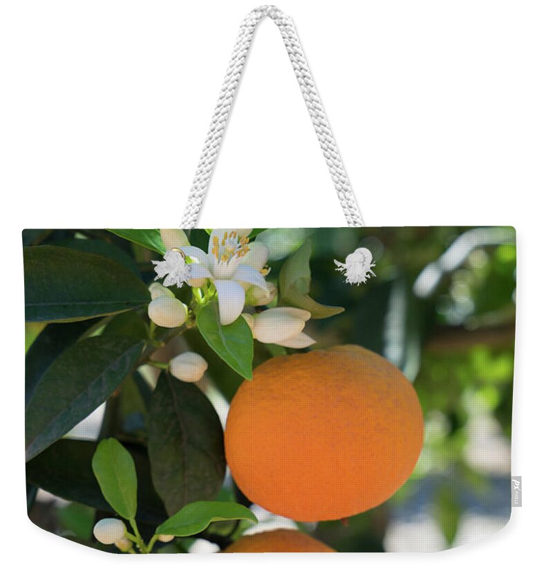 Orange Blossom Weekender Tote Bag featuring the photograph White orange blossom, fruits and floral beauty in the mediterranean sunlight by Adriana Mueller