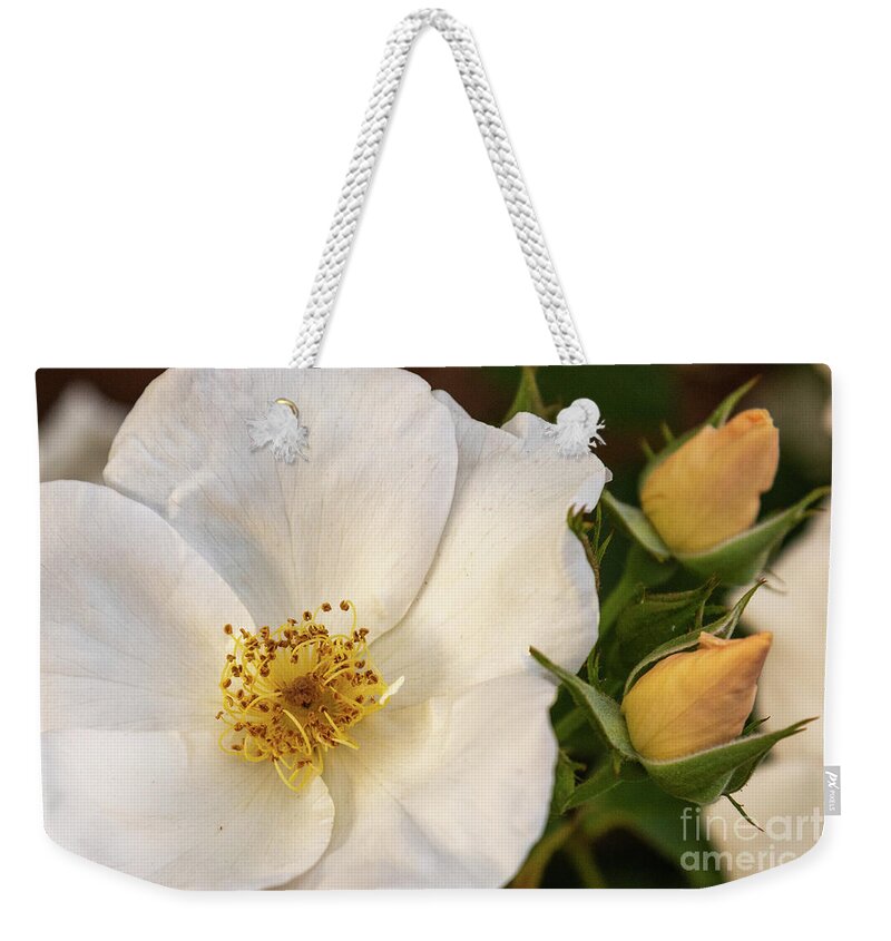 White Weekender Tote Bag featuring the photograph White Rose by Lorraine Cosgrove