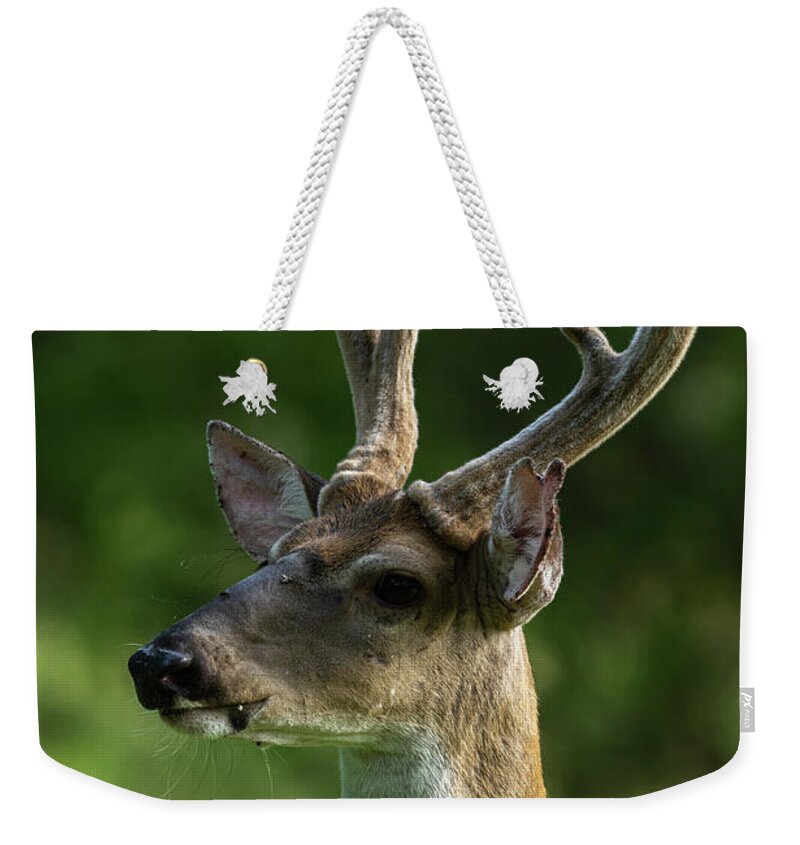 Arkansas Weekender Tote Bag featuring the photograph White-tailed Deer - 9147 by Jerry Owens