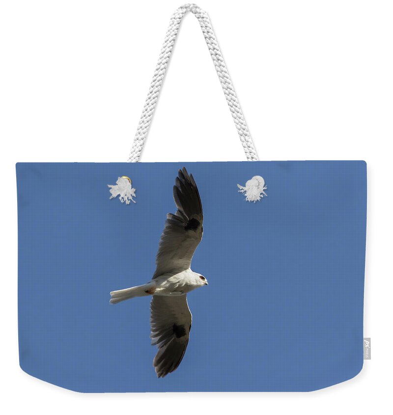 Kite Weekender Tote Bag featuring the photograph White Tailed Kite by Rick Pisio
