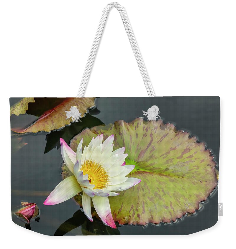 Lily Weekender Tote Bag featuring the photograph White Water Lily by Cate Franklyn