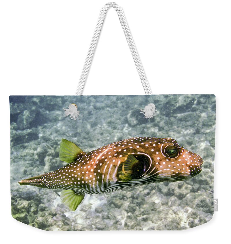 Fish Weekender Tote Bag featuring the photograph White Spotted Puffer Fish by Denise Bird