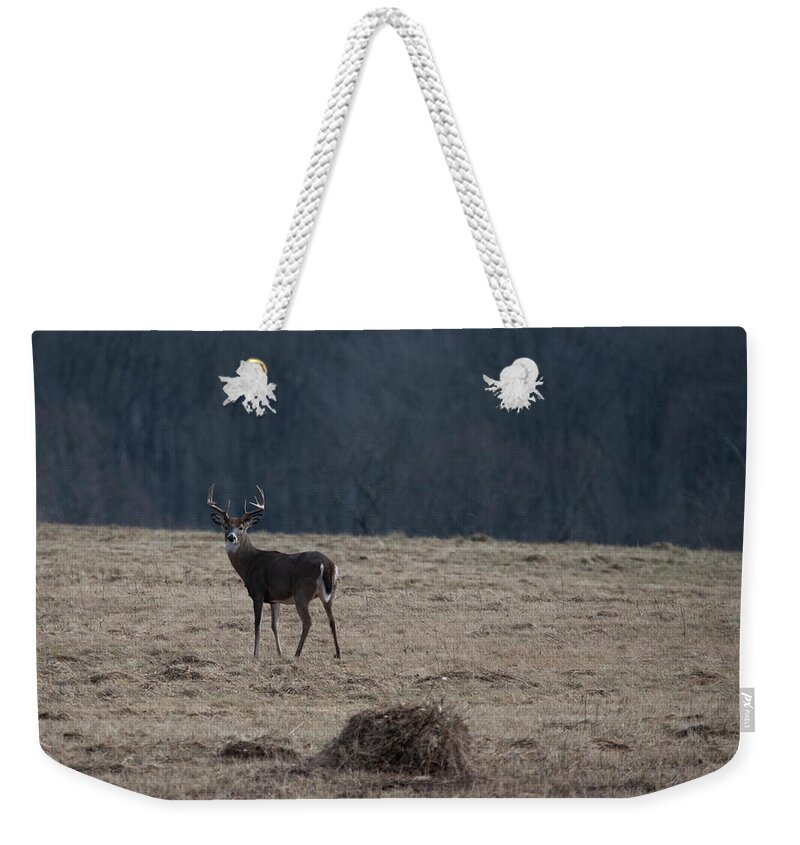 Whitetail Deer Weekender Tote Bag featuring the photograph Whitetail buck in field looking back by Dan Friend