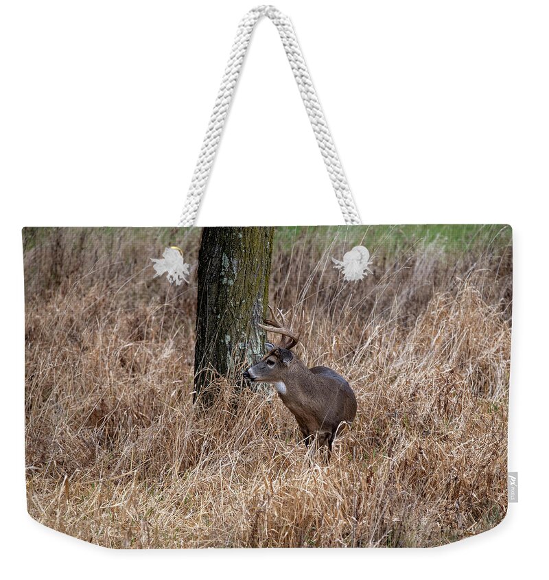 Whitetail Deer Weekender Tote Bag featuring the photograph Whitetail buck in the grass by Dan Friend