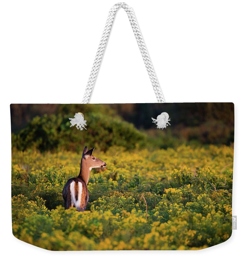 Whitetail Doe In A Field Of Goldenrod Weekender Tote Bag featuring the photograph Whitetail Doe in a Field of Goldenrod by Andrew Pacheco