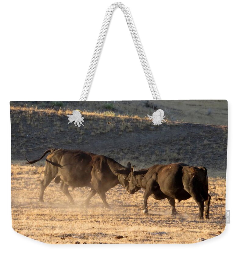Cattle Weekender Tote Bag featuring the photograph Who's Toughest by Katie Keenan