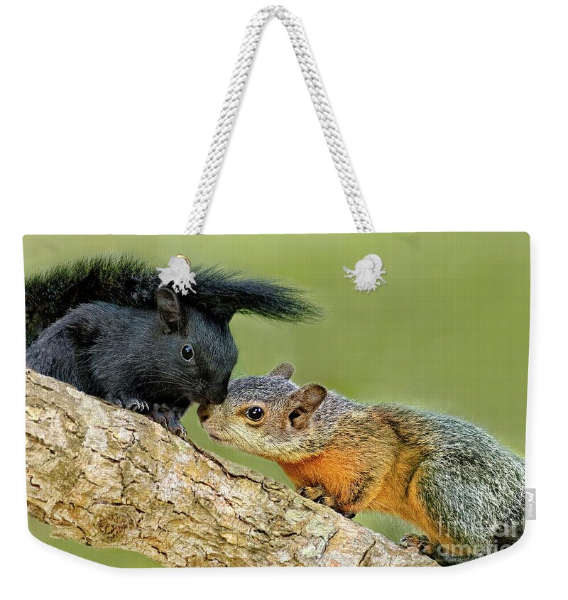 Red-bellied Squirrels Weekender Tote Bag featuring the photograph Wild Red-bellied Squirrels Interacting by Dave Welling