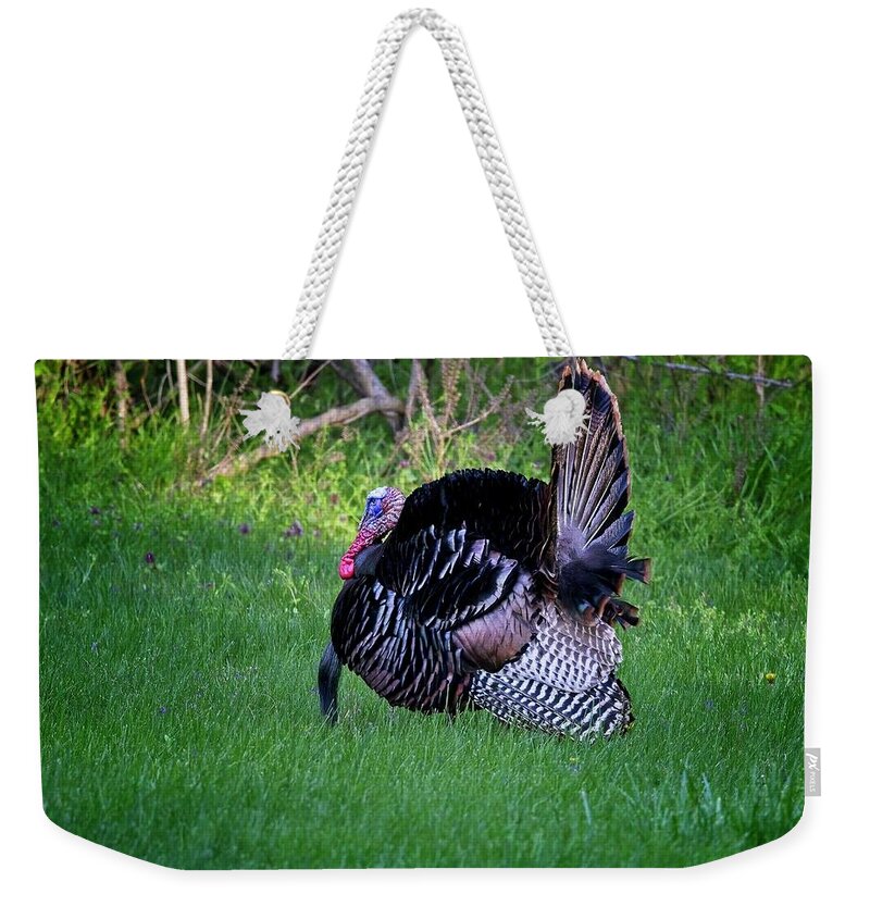 Wildlife Weekender Tote Bag featuring the photograph Wild Turkey Gobbler displaying during mating season by Ronald Lutz