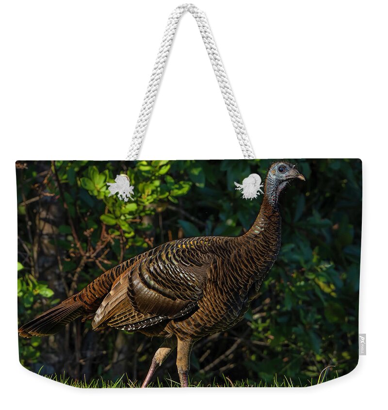 Birds Weekender Tote Bag featuring the photograph Wild Turkey by Larry Marshall
