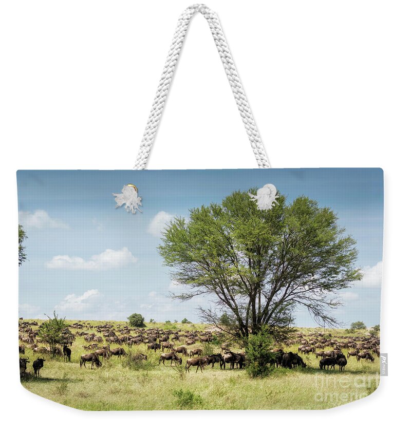 Africa Weekender Tote Bag featuring the photograph Wildebeest Migration 1 by Timothy Hacker