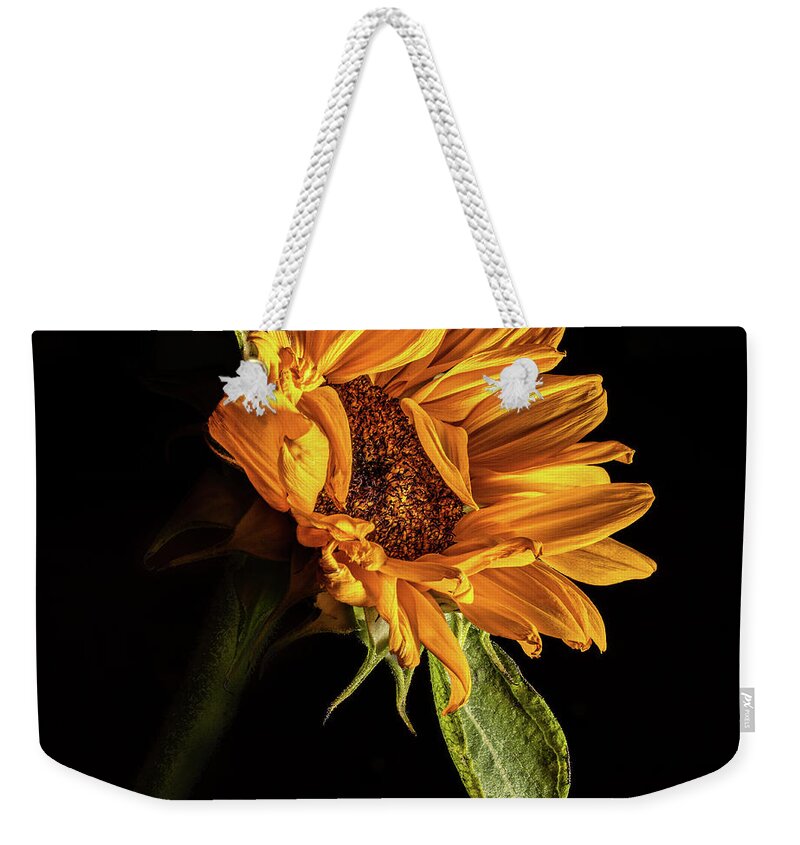 Black Background Weekender Tote Bag featuring the photograph Wilting Sunflower #1 by Kevin Suttlehan