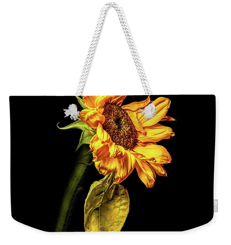 Black Background Weekender Tote Bag featuring the photograph Wilting Sunflower #3 by Kevin Suttlehan