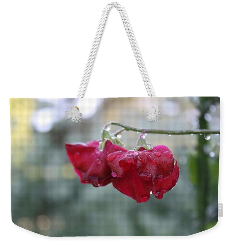 Wine Red Weekender Tote Bag featuring the photograph Wine Red Sweet Pea by Vicki Cridland