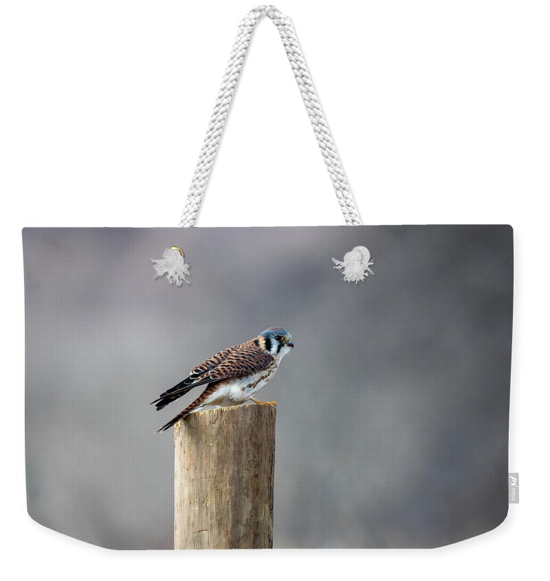 Kestrel Weekender Tote Bag featuring the photograph Wing Stretch by Rose Guinther