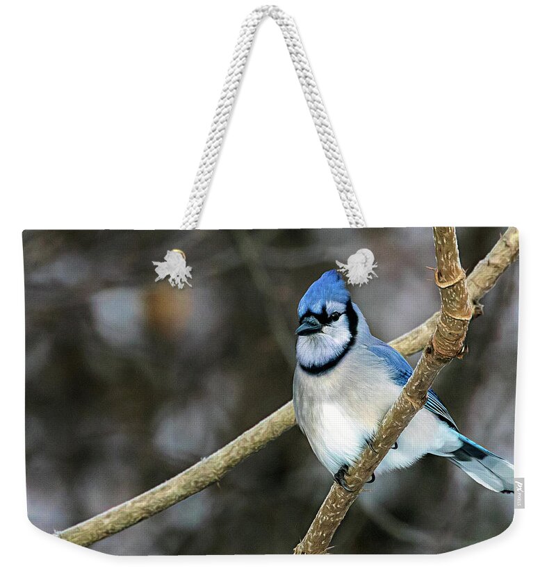 Winter Bluejay Weekender Tote Bag featuring the photograph Winter Bluejay by Jaki Miller