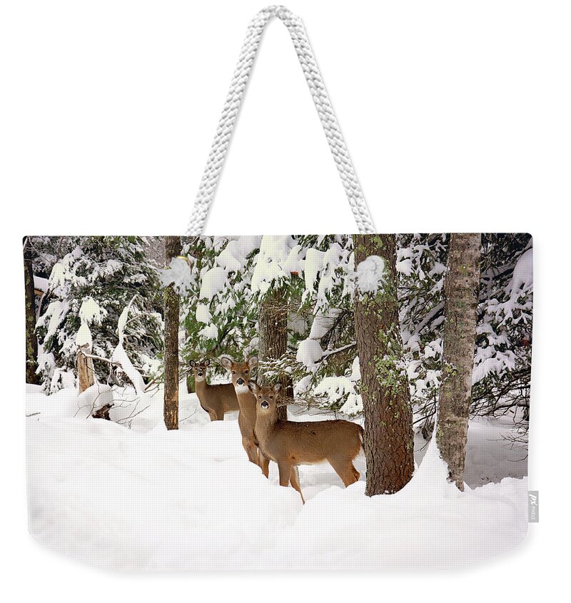 Winter Deer In The Woods Weekender Tote Bag featuring the photograph Winter Deer in the Woods by Gwen Gibson