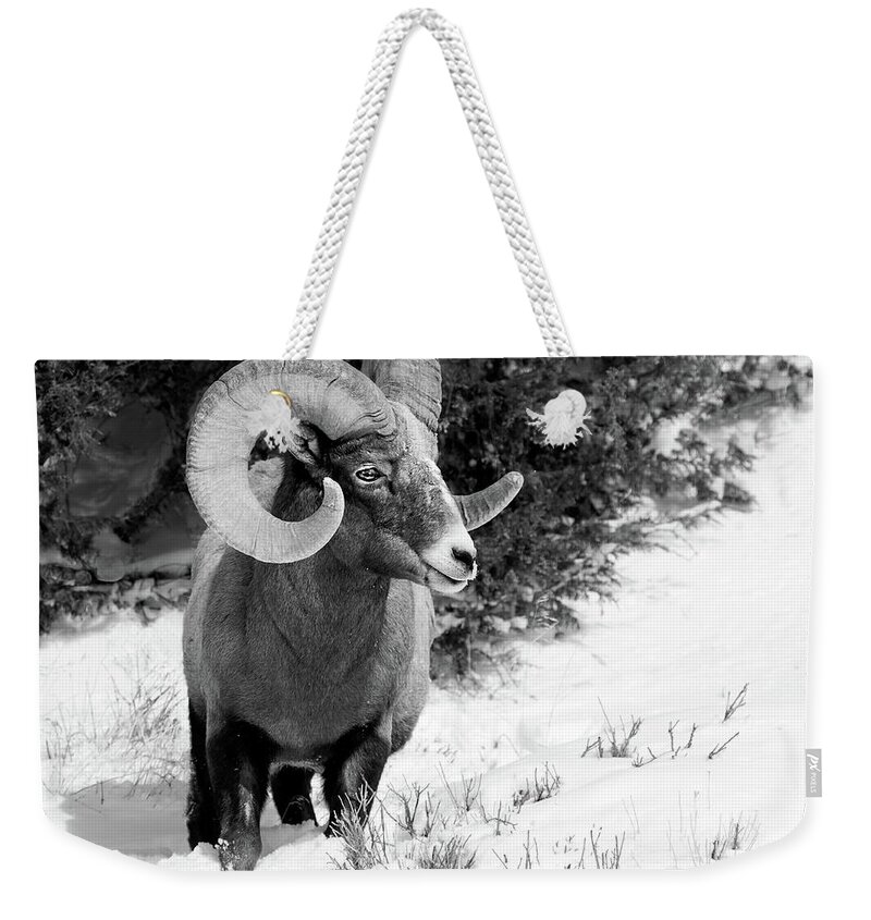 Bighorn Weekender Tote Bag featuring the photograph Winter Gaze by Art Cole