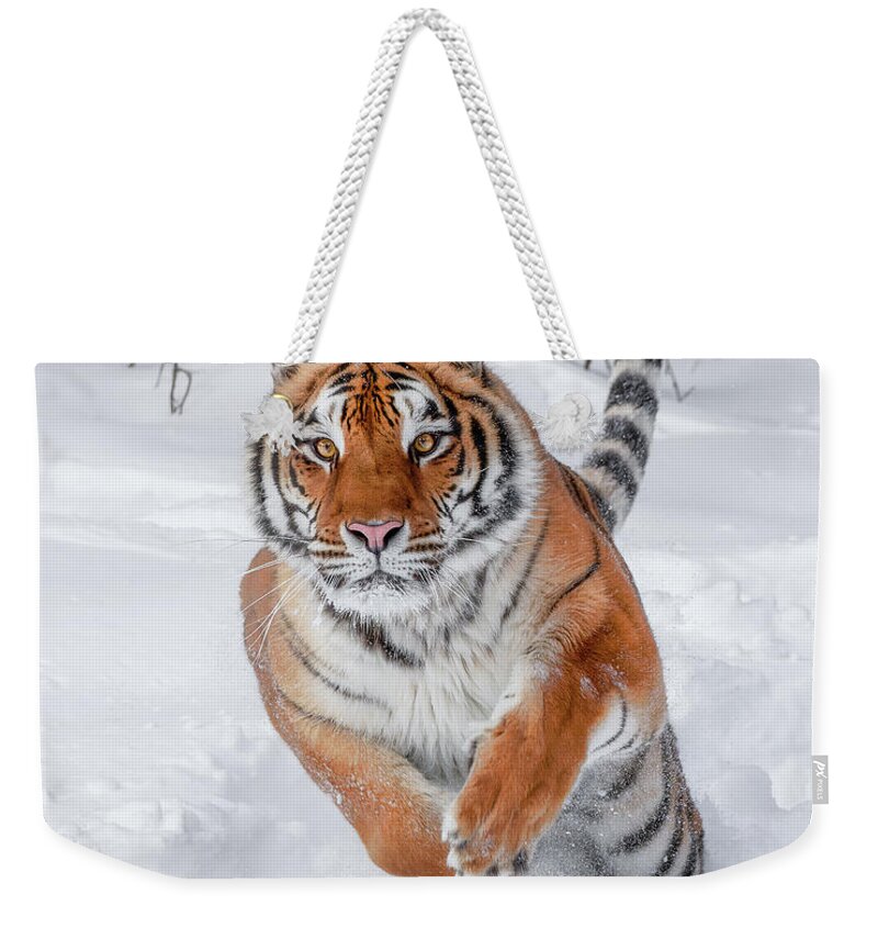 Winter Tiger Weekender Tote Bag featuring the photograph Winter Tiger by Wes and Dotty Weber