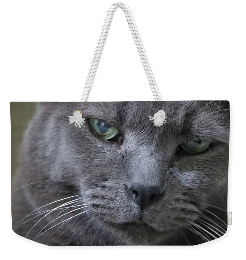 Cat Weekender Tote Bag featuring the photograph Wise Old Cat by M Kathleen Warren