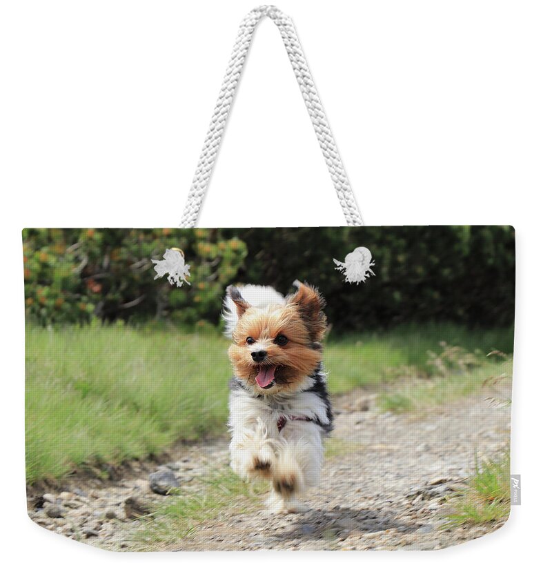 Biewer Yorkshire Terrier Weekender Tote Bag featuring the photograph Biewer Terrier in run position with tongue out by Vaclav Sonnek