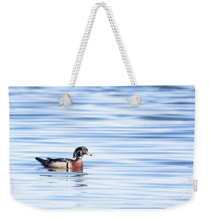 Wood Duck Weekender Tote Bag featuring the photograph Wood Duck Blues by Jayne Carney