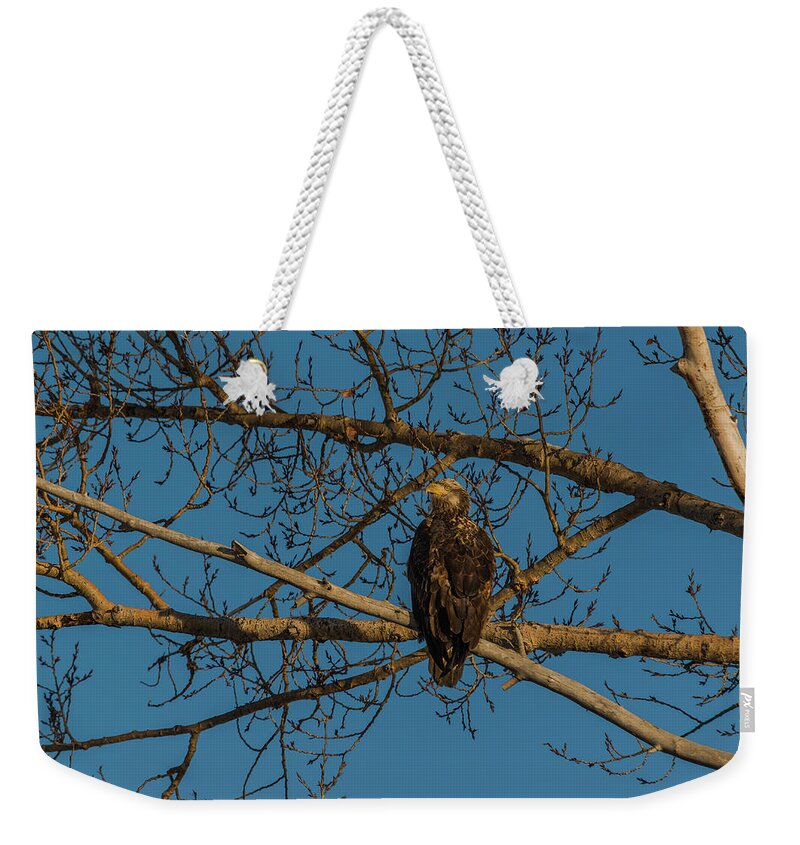Bald Eagle Weekender Tote Bag featuring the photograph X Marks The Spot by Yeates Photography