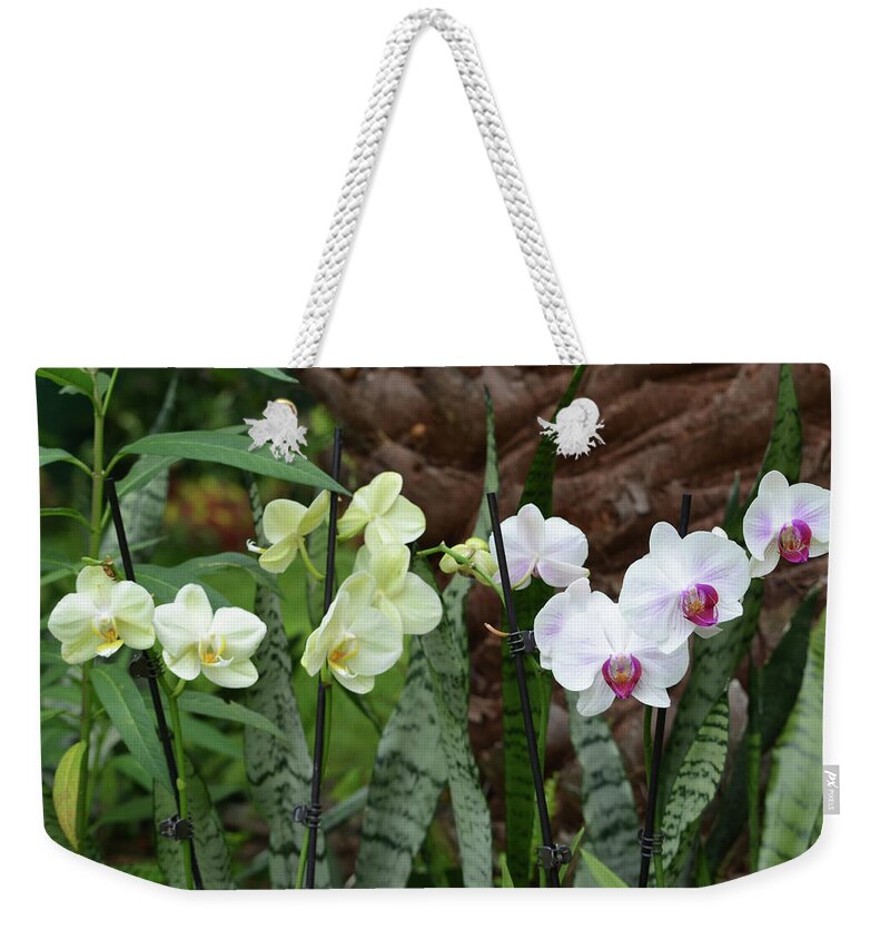Orchid Weekender Tote Bag featuring the photograph Yellow And White Orchids by Aimee L Maher ALM GALLERY