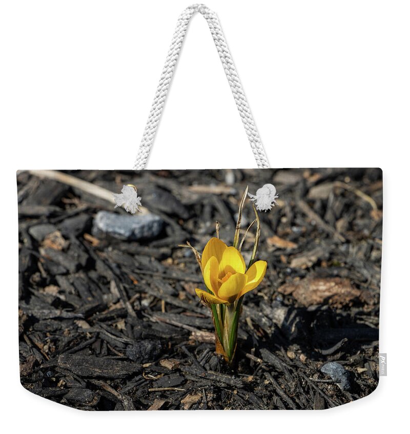 Bloom Weekender Tote Bag featuring the photograph Yellow Crocus in Winter by Jeff Severson