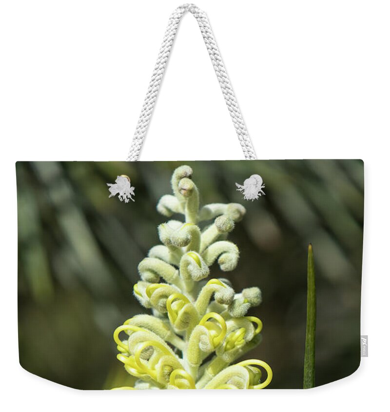 Native Weekender Tote Bag featuring the photograph Yellow Grevillea 2 by Elaine Teague