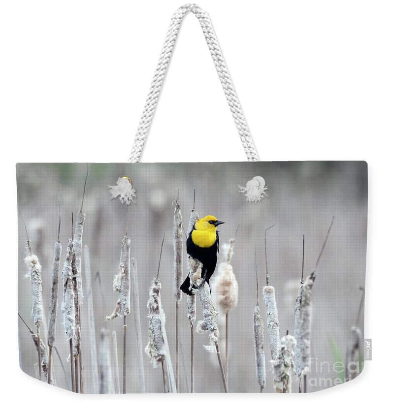 Washington Weekender Tote Bag featuring the photograph Yellow-headed Blackbird by Kristine Anderson