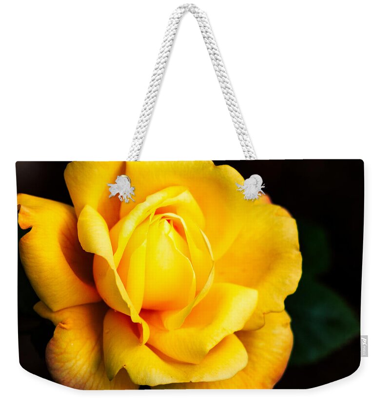 Rose Weekender Tote Bag featuring the photograph Yellow Irish Rose by Carrie Hannigan