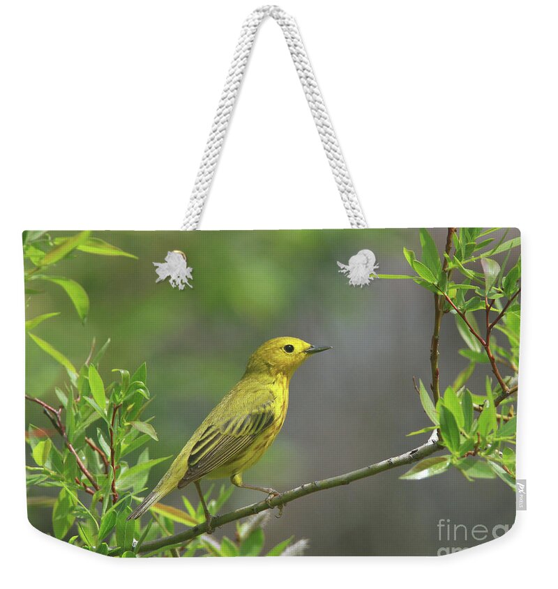 Yellow Warbler Weekender Tote Bag featuring the photograph Yellow Warbler by Gary Wing