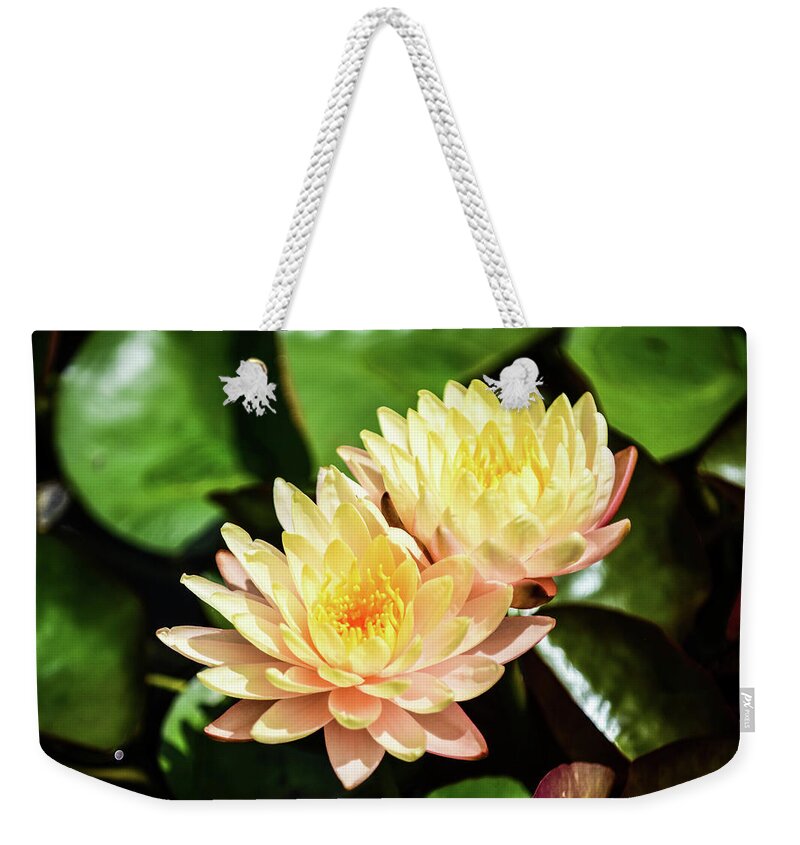 Yellow Water Lilies Sprout From The Pond And Green Vegetation Around Them Plants Water Flowers Pedals Sun Sunshine Light Weekender Tote Bag featuring the photograph Yellow Water Lilies by Ed Stokes
