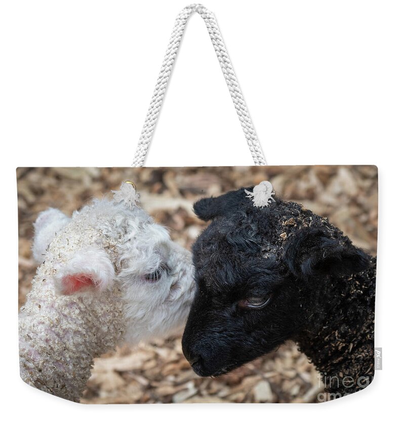 Animal Weekender Tote Bag featuring the photograph Yin and Yang by Lorraine Cosgrove