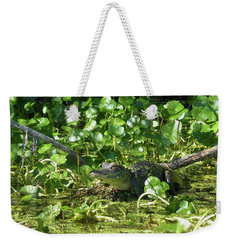Alligator Weekender Tote Bag featuring the photograph Young Alligator by Karen Rispin