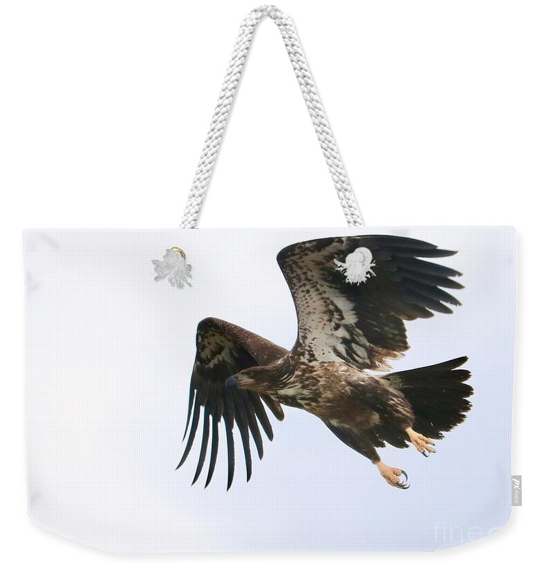 Bald Eagle Weekender Tote Bag featuring the photograph Young Bald Eagle Takes Flight by Carol Groenen