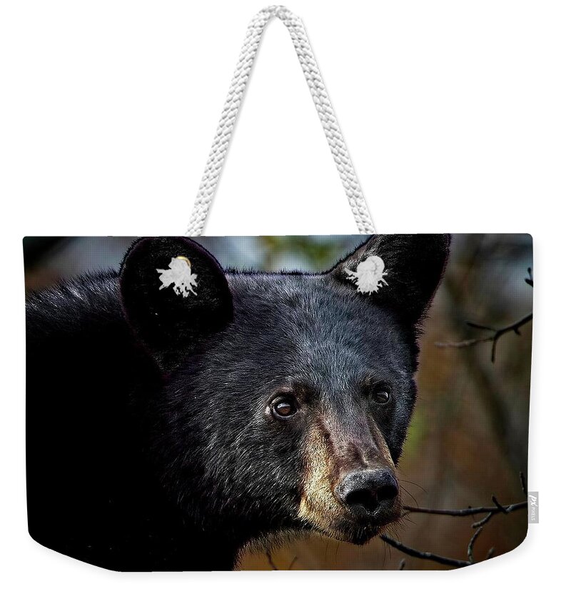 Alligator Nwr Weekender Tote Bag featuring the photograph Young Black Bear Portrait by Ronald Lutz