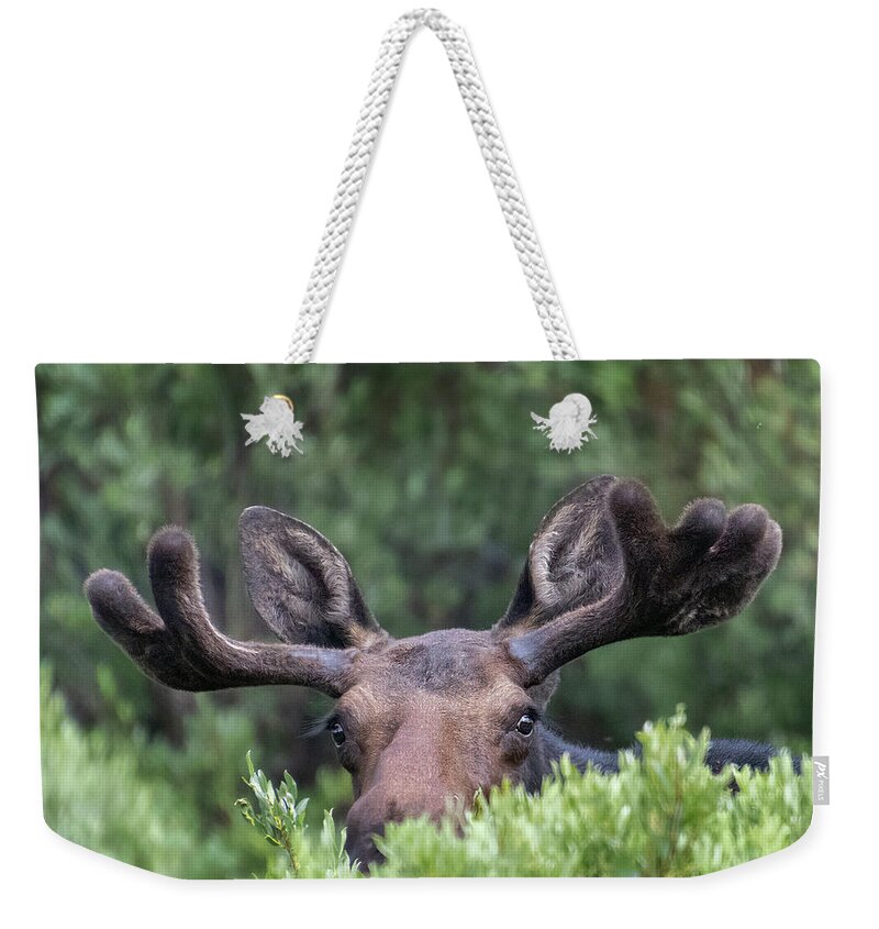  Weekender Tote Bag featuring the photograph Young Bull Moose playing Peek a Boo by Laura Terriere