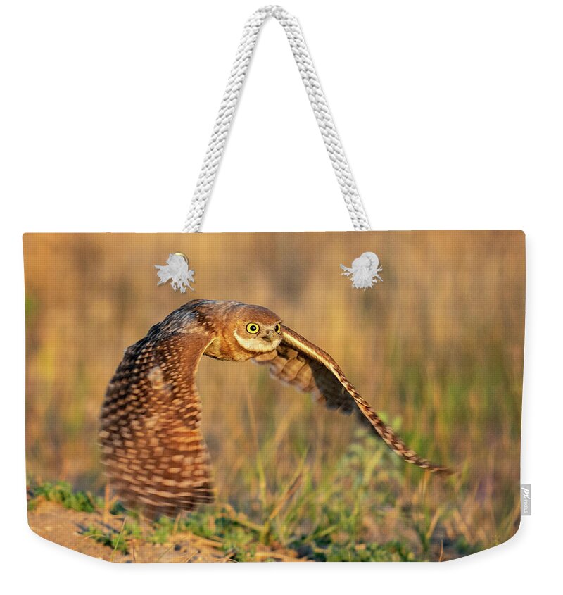 Burrowing Owls Weekender Tote Bag featuring the photograph Young Burrowing Owl at Sunrise by Judi Dressler