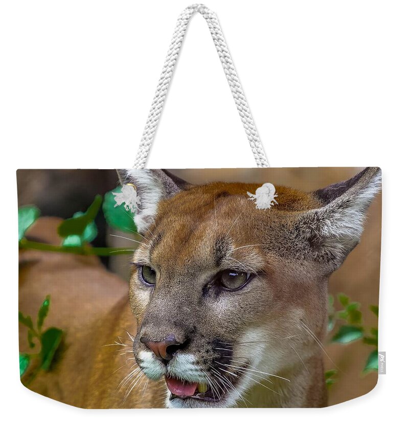 Africa Weekender Tote Bag featuring the photograph Young Cougar II by Susan Rydberg