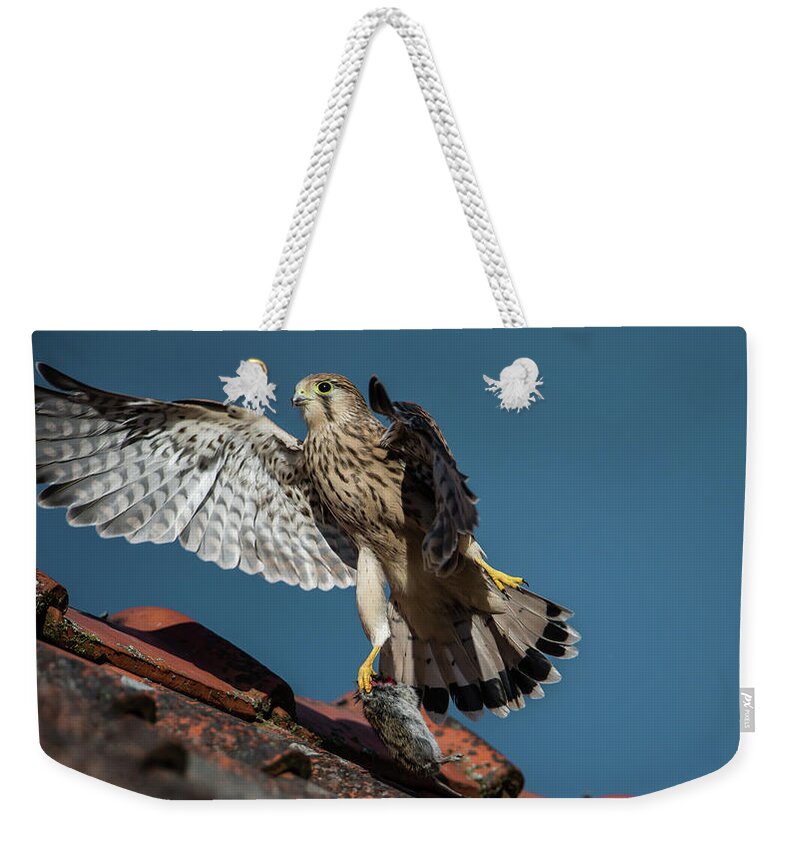 Young Kestrel Weekender Tote Bag featuring the photograph Young flying Kestrel with the prey in the claw by Torbjorn Swenelius